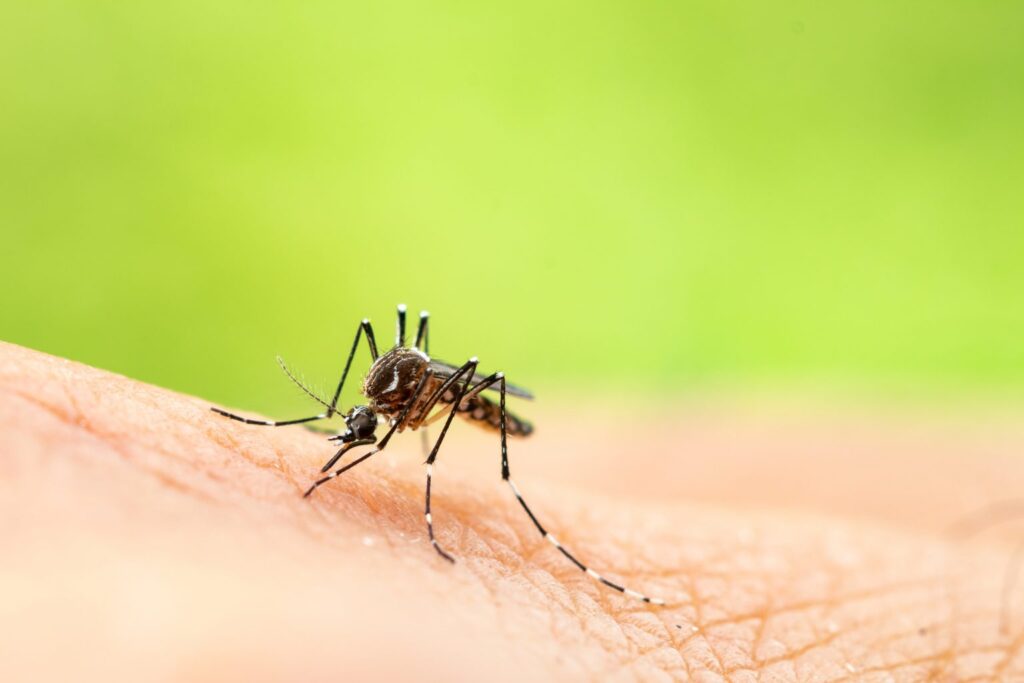 Mosquitoes: Facts About The Deadliest Insects In The World.