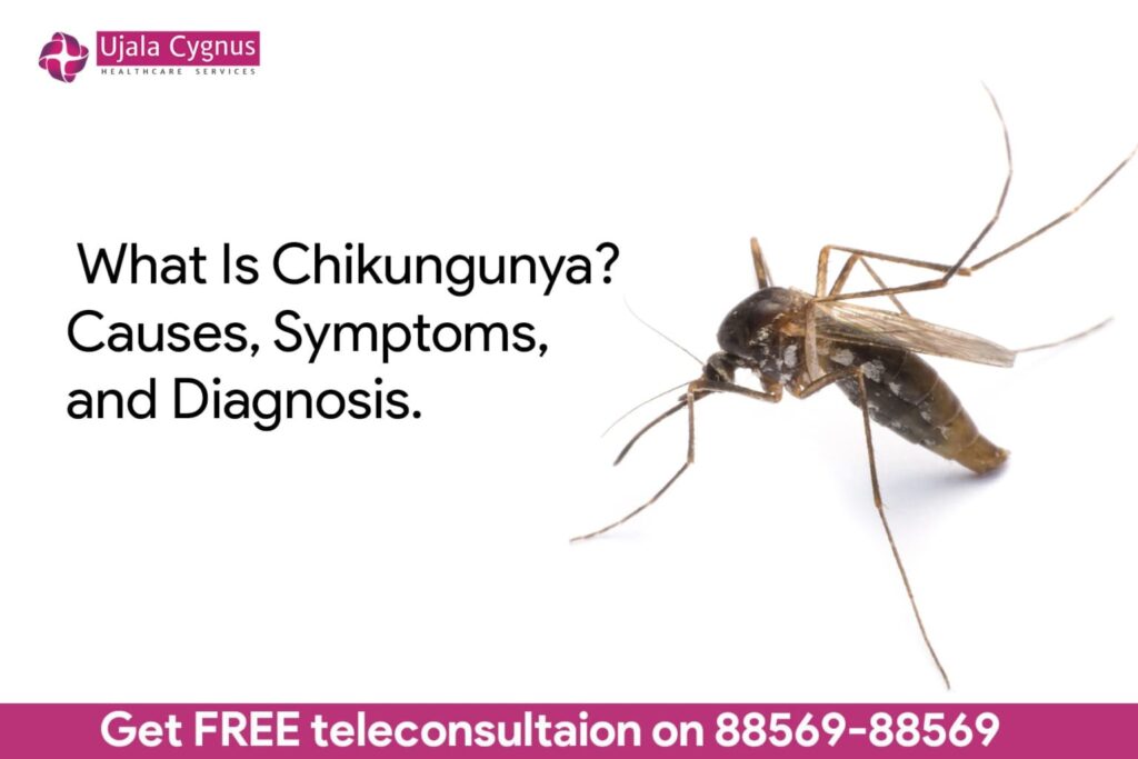 Chikungunya: Everything You Need to Know