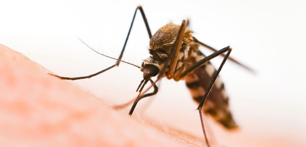 How To Remain Healthy In The Season Of Mosquito Borne Diseases