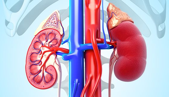 What is Renal Dysfunction